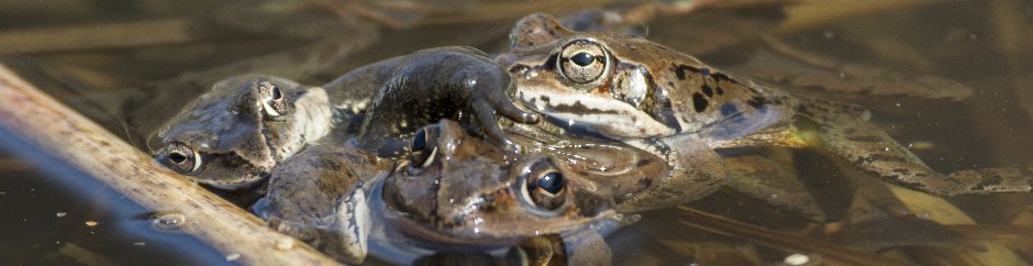 カエル・サンショウウオの観察会